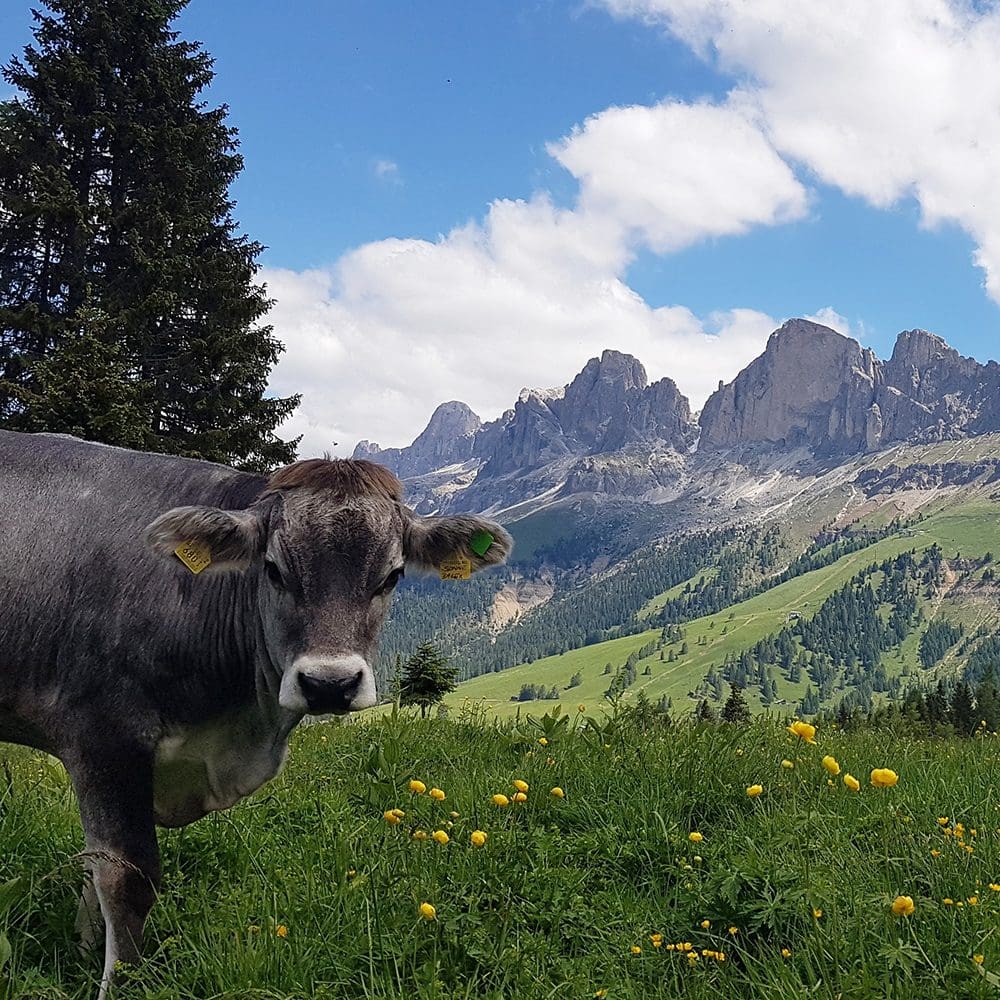 trentino-alto-adige-2-italy-places-countrybred